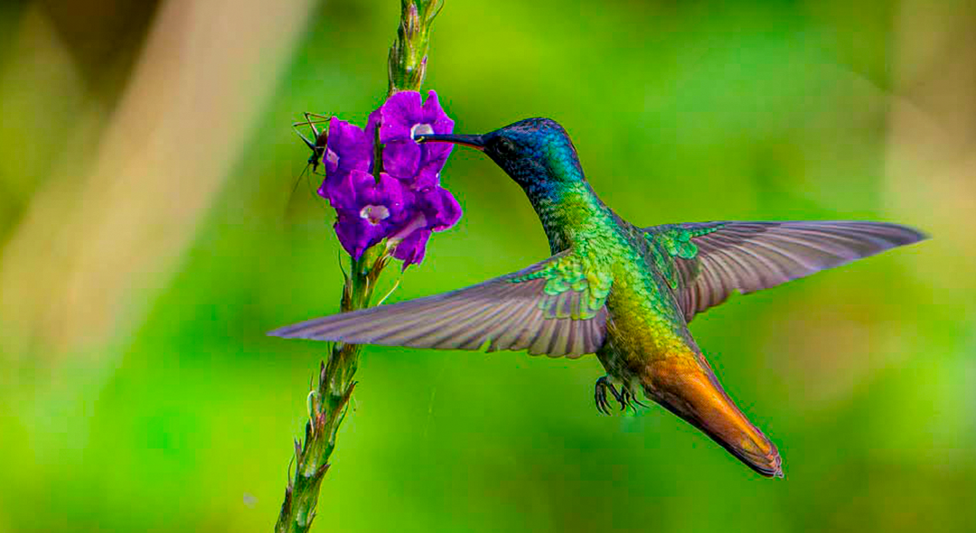Aves